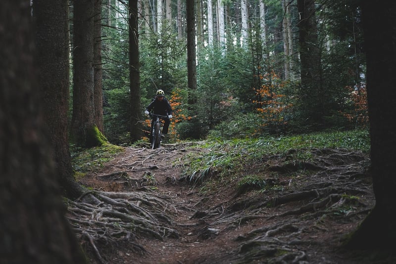 Forest Adventures
